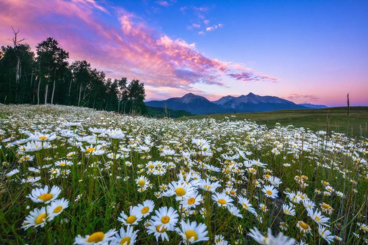 A vibrant wildflower field stretches toward a majestic mountain range under a serene sky. The inviting landscape beckons families to explore nature, hike, and take in scenic views during the summer months.